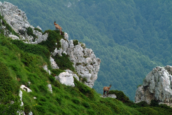 Camoscio d''Abruzzo Rupicapra pyrenaica ornata